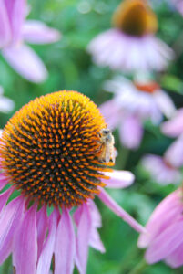 Every Herb Has a Story: Treat Respiratory Health Problems with Echinacea